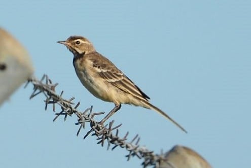 juv. Wiesenschafstelze (Foto: Richard Roberts) 