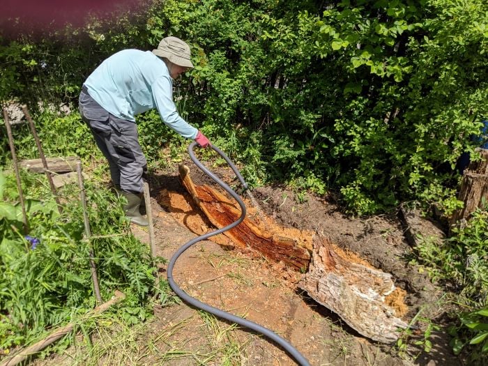 Wässerung der Stämme