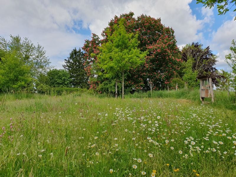 Kastanie_Claudius Birke