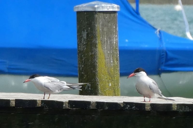 Adulte farbberingte Flussseeschwalben (Foto: Andrea Gehrold)