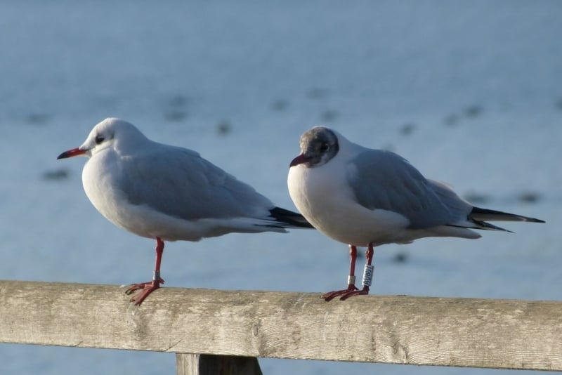 Lachmöwe AD807 auf dem Starnberger Dampfersteg (Foto: Jan Brinke)