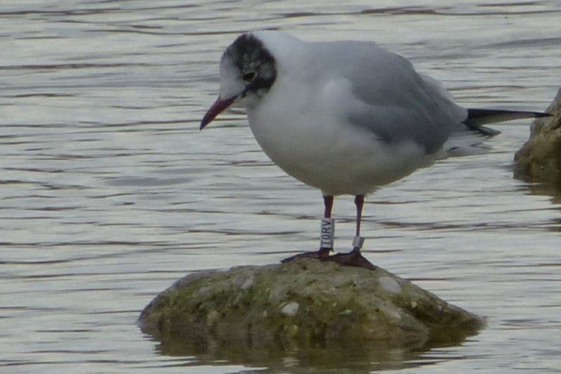 Lachmöwe TORV aus Polen (Foto: Jan Brinke)