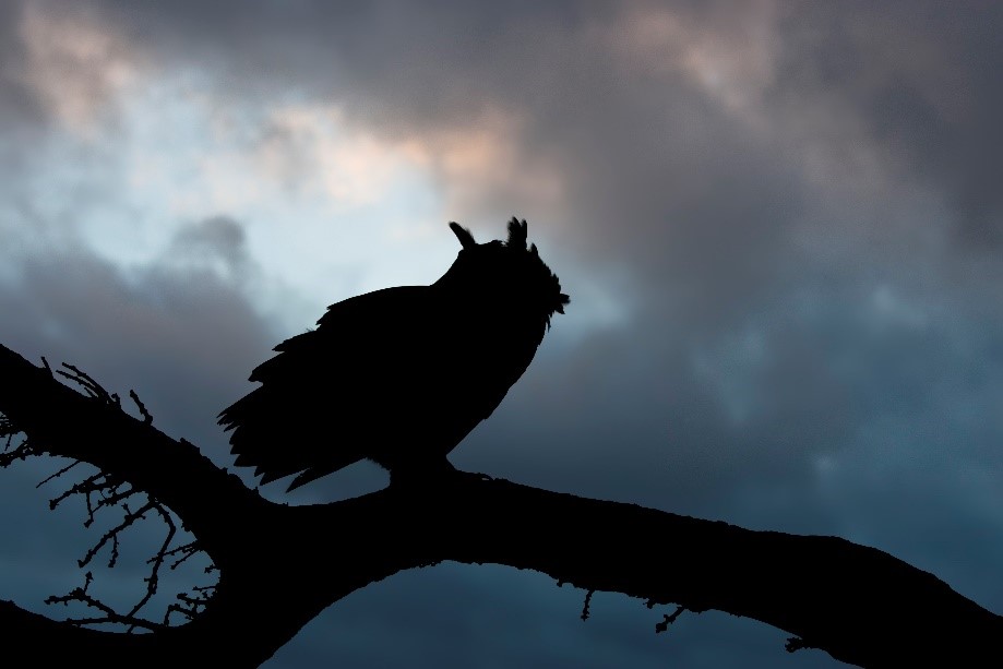 Nachtwanderung im Wald: Ganz schön spannend! © Rosl Roessner