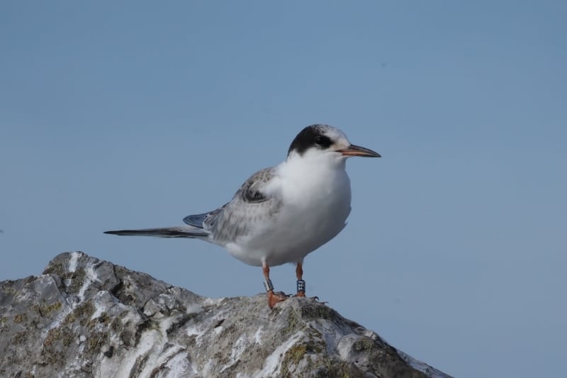 Diesjährige Flussseeschwalbe mit Farbring F64 am Genfer See in der Schweiz (Foto: Franck Lehmans, Préverenges)