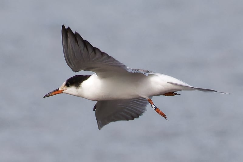 Diesjährige Flussseeschwalbe mit Farbring F80 am Ammersee (Foto: Bernd Kaiser)