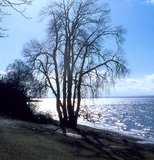 Schwarzpappel (Foto: Horst Guckelsberger) 
