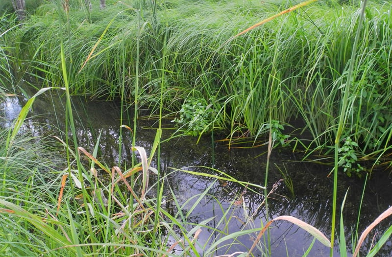 Uferbewuchs, Habitat für die Larven der Windelschnecken - Foto: Horst Guckelsberger