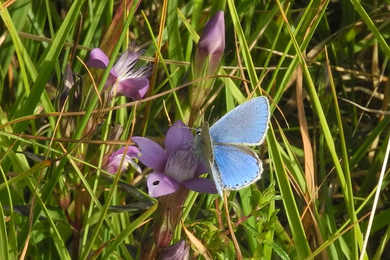 Deutscher Enzian mit Bläuling (Foto: Horst Guckelsberger) 