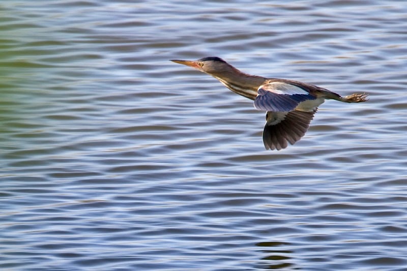 Zwergdommel (Foto: Thomas Hafen) 