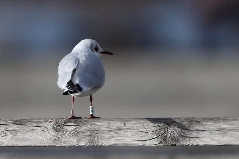 Lachmöwe 3LC aus Dänemark (Foto: Hans-Joachim Fünfstück, www.5erls-naturfotos.de)