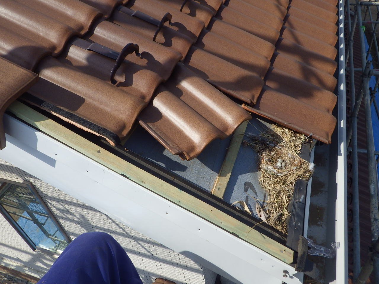 軒面戸の欠落箇所から鳥の出入り in大田原市