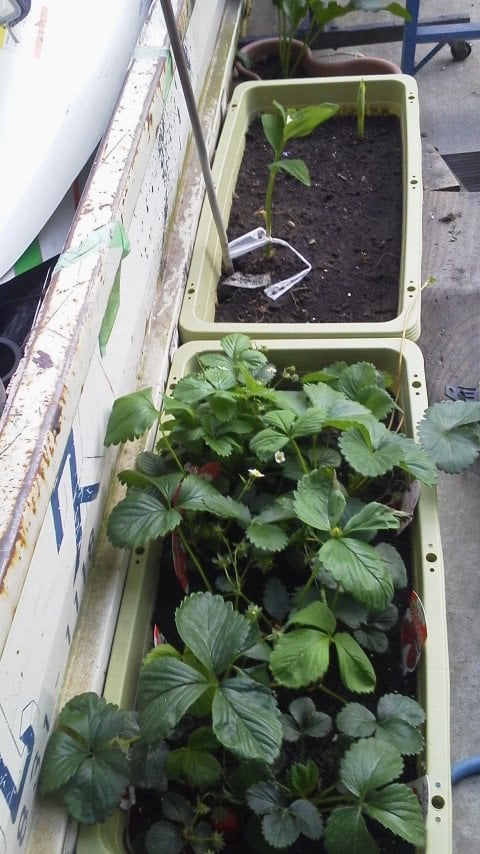 奥では鳴子百合（黄精）、手前ではイチゴを栽培しています