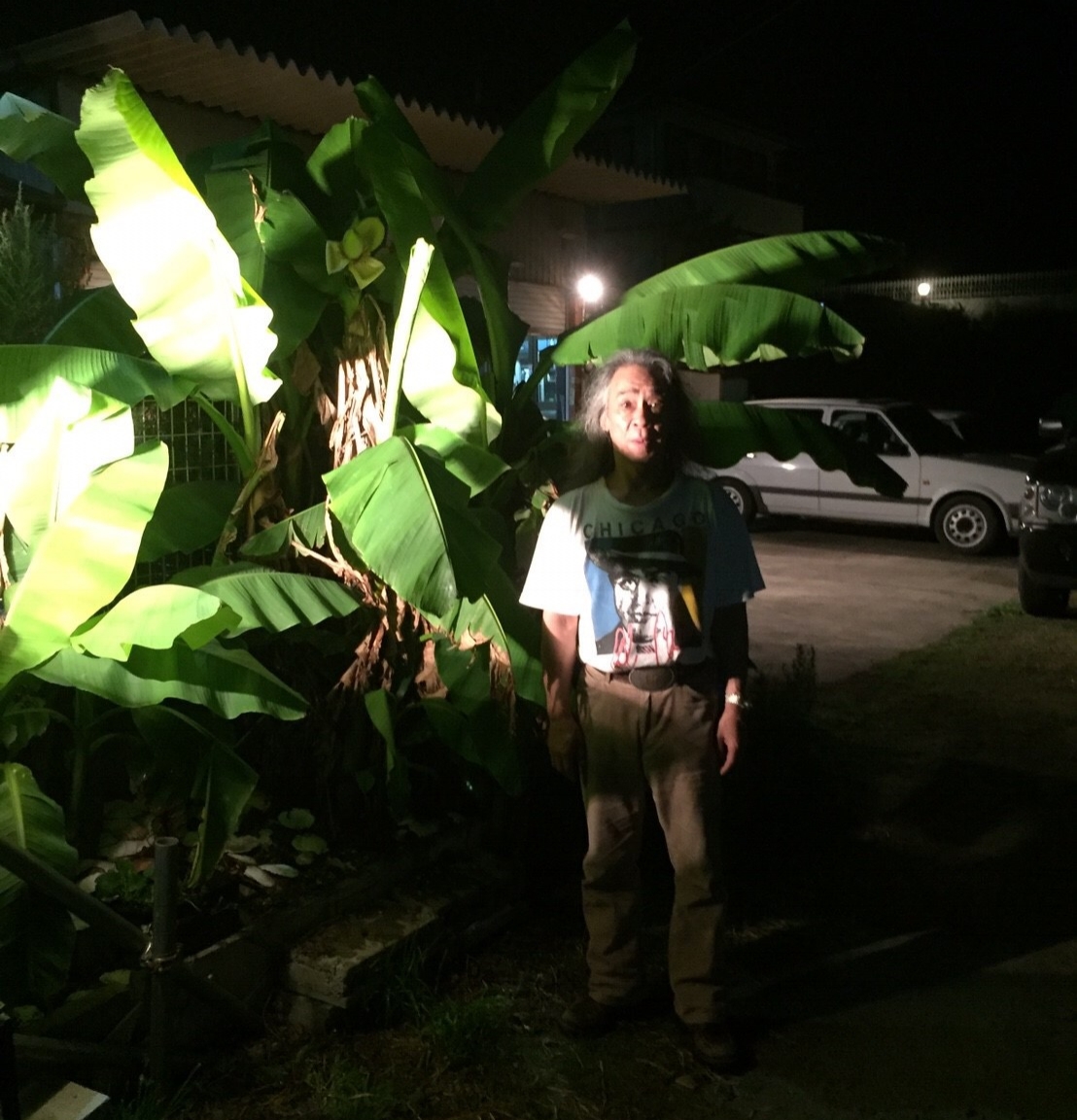 小指一本分の大きさの芽を植えてから、半年でここまで成長しました。 写真は2017年夏のものです。