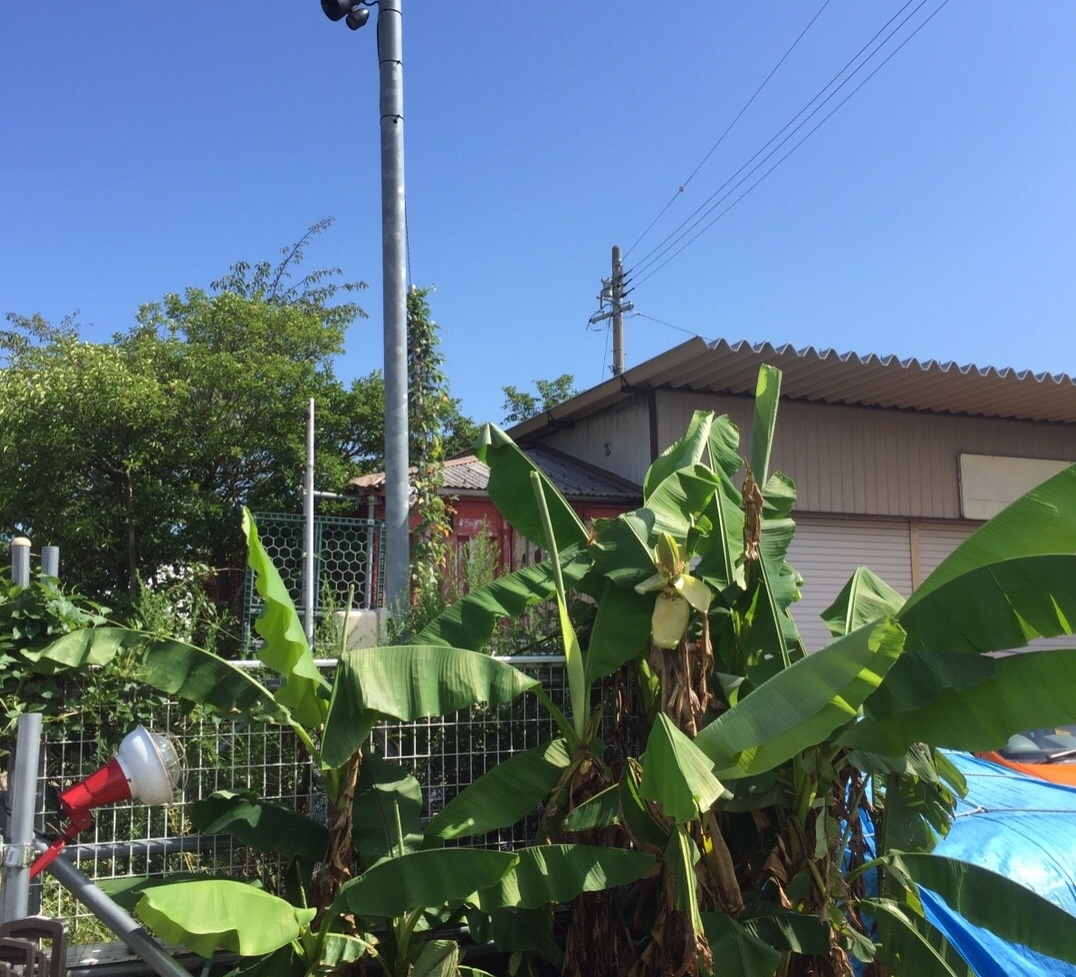 今後は、バイオマスの一環として、プラスチックの代用品としての活用も視野に入れています。