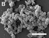 N. F. Azevedo et al, Appl. Environ. Microbiol. 2007, 73(10):3423.