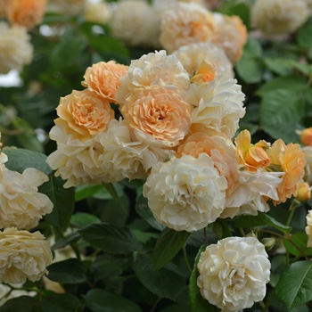 バラ大苗　バフビューティー