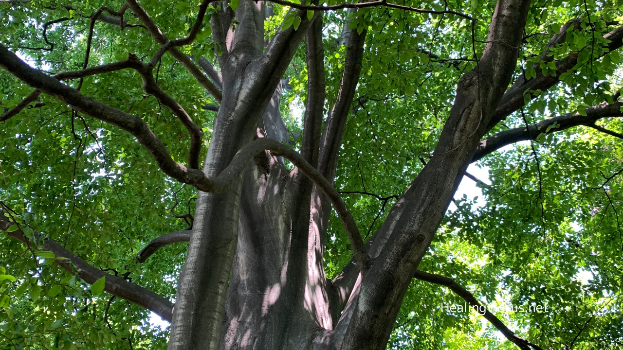 なぜ私がハンズオン・ヒーリングやチャクラの勉強を続けているのか