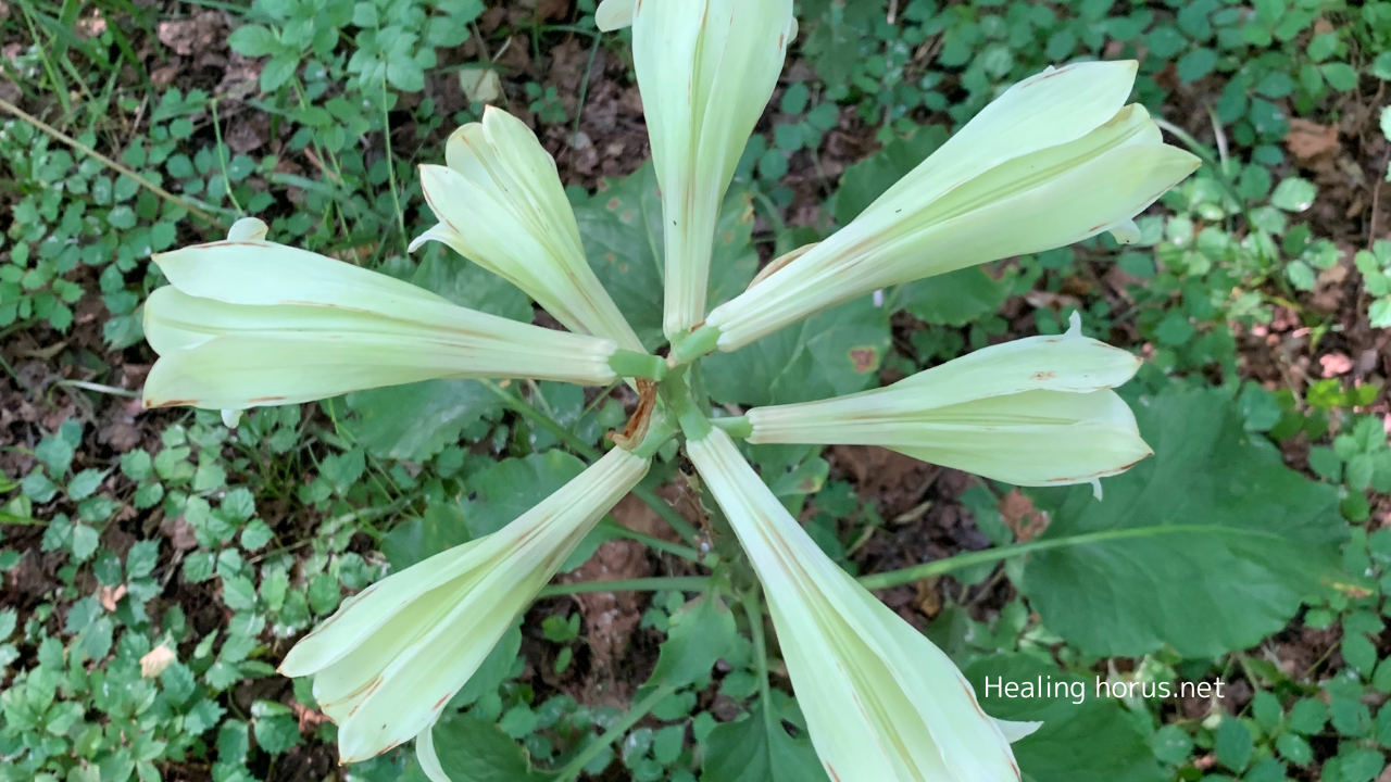 相手に向ける心配は呪いになる？！　フラワーエッセンス