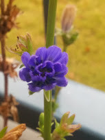 チコリのつぼみの写真