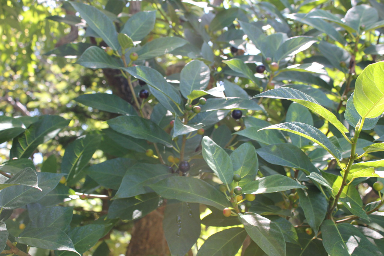 いぬびわ　万葉名はチチ