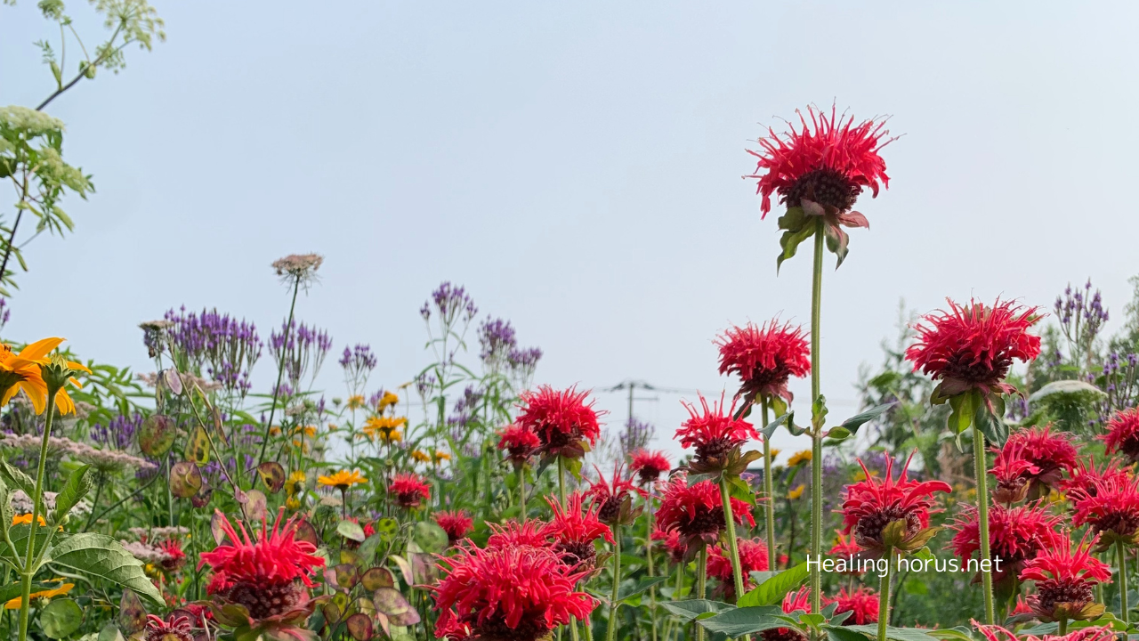 フラワーエッセンスを体感する