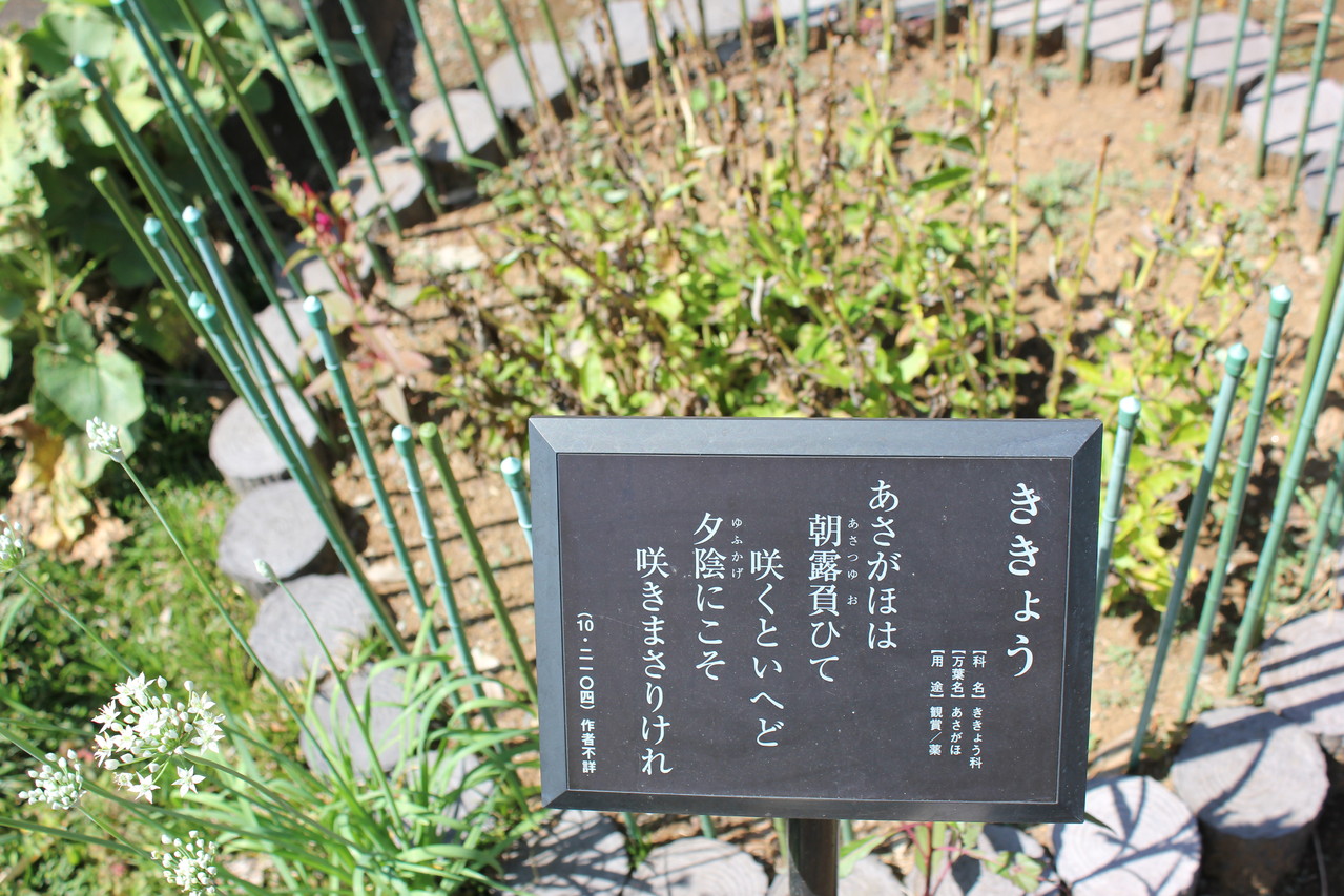 キキョウはあさがほ