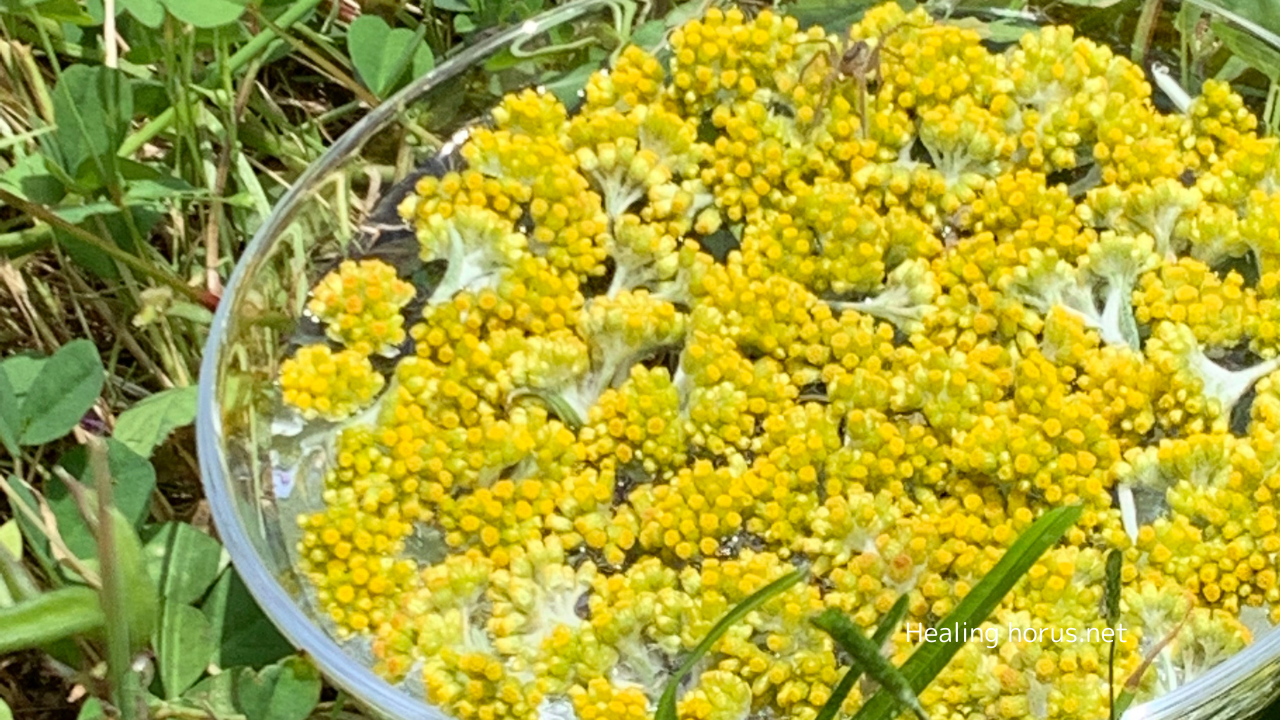 フラワーエッセンスを初めてつくったとき