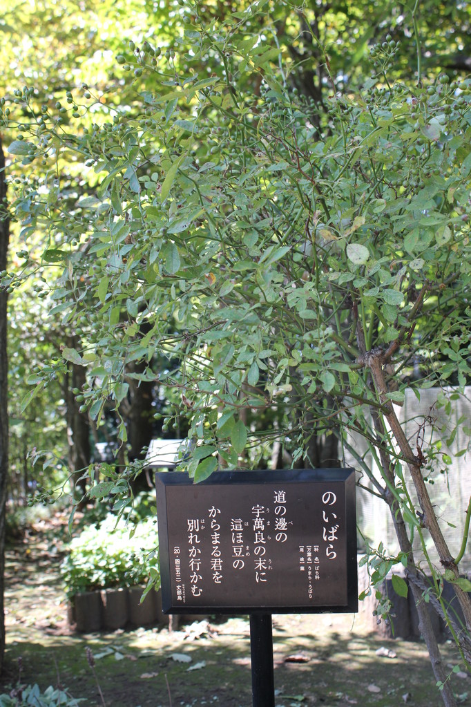 のいばら　万葉名はウマラ（ウバラ）