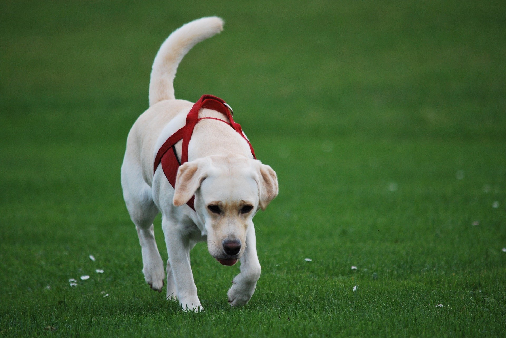 Why Are Teenage Dogs So Hard To Train?