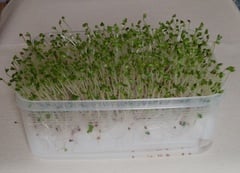 スプラウト特集