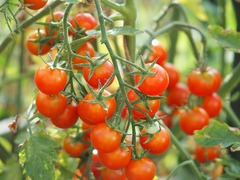 キャロル／ミニトマト