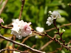東山公園の桜