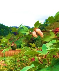 コットンボール