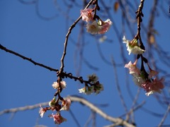 東山公園の桜