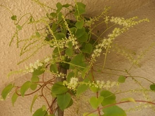 「オカワカメ」の花