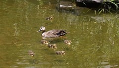 池を泳ぐカルガモの親子