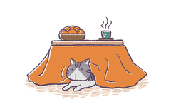 こたつ猫