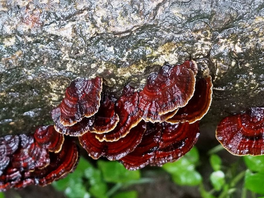 知ってびっくりキノコノコト