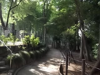 シイ・ケヤキの大木