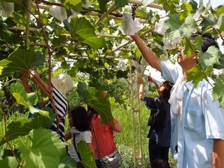 ブドウ収穫
