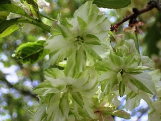 吞川柿の木坂支流8御衣黄（ギョイコウ）桜