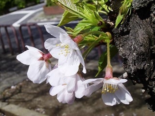 ≪豆知識≫ソメイヨシノ 