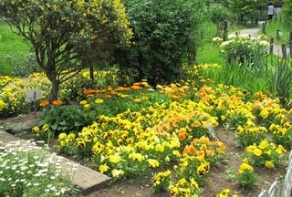 花壇黄色
