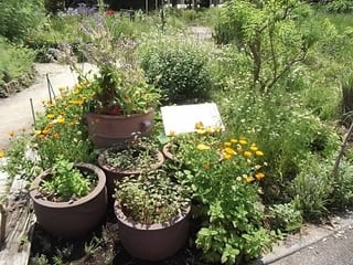 ハーブティガーデン