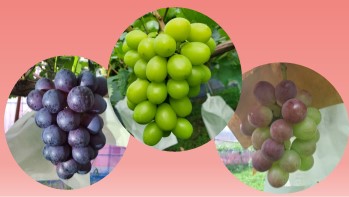 新しい都市農業に挑戦するぶどう園の若夫婦