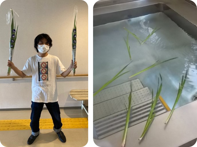 【さざなみ苑】端午の節句は厄除け菖蒲湯♨