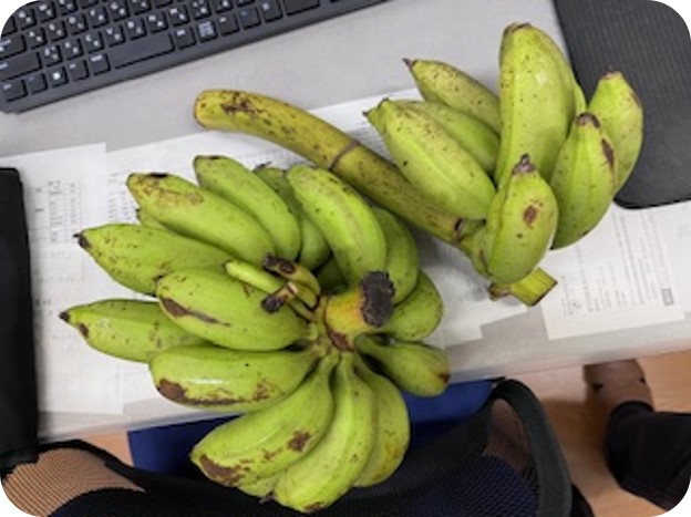 【はるかぜ】南の島から