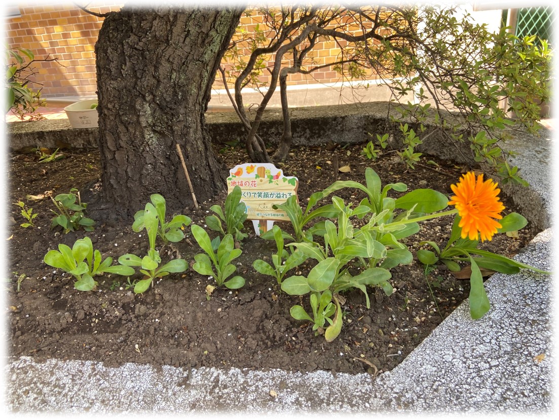 【いこいの家】18色の緑づくり　地域の花を育ててみた　パート２