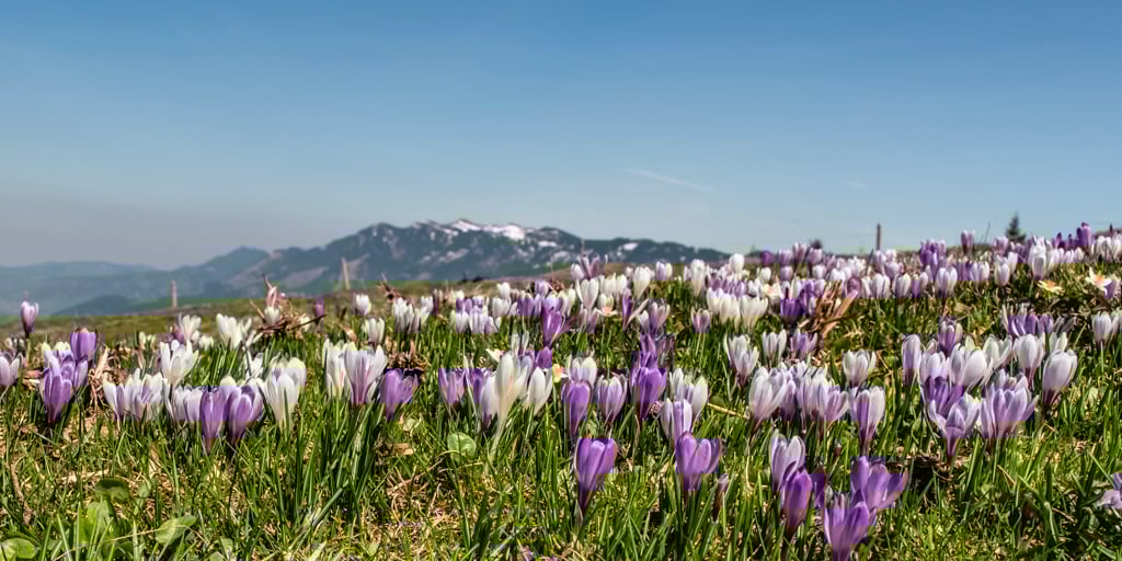 krokusse am rämisgummen
