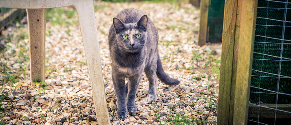 L'Arche d'Ury pension chats Seine et Marne